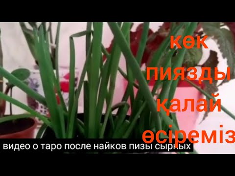 Көк пиязды қалай өсіреміз?Зелёный лук вырастить  дома