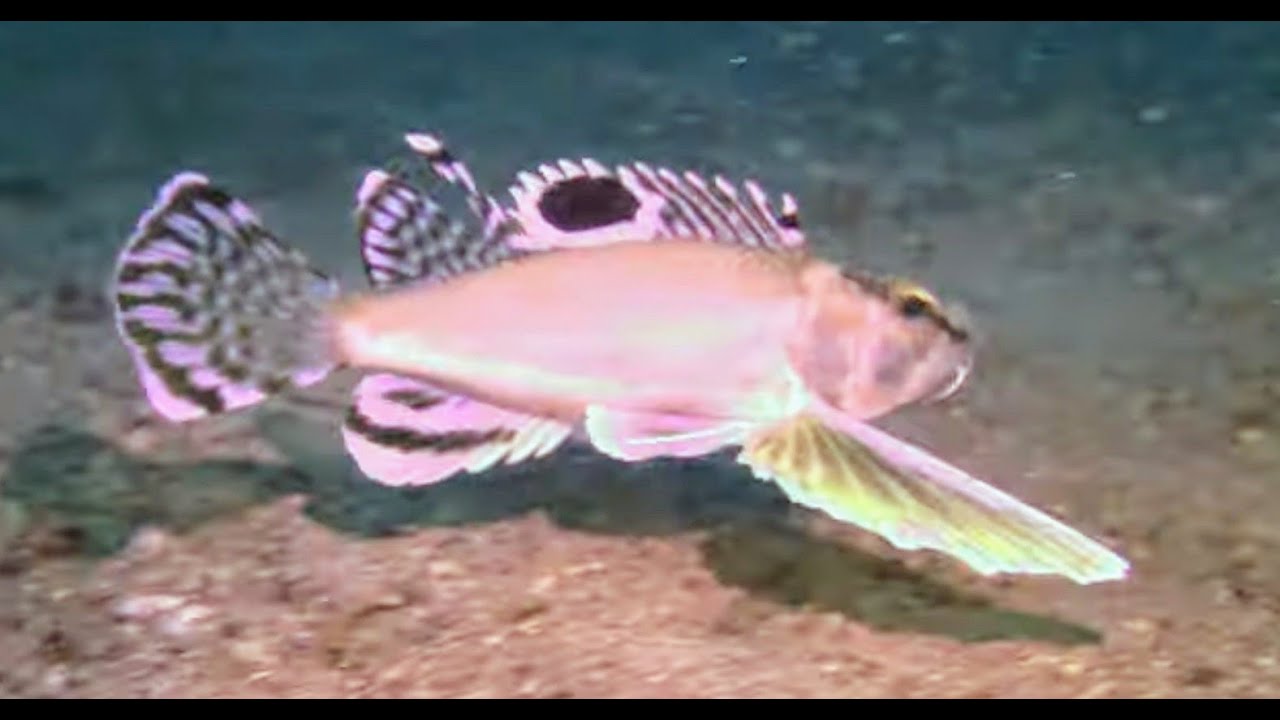 危険 海のスズメバチ 和名 ハチ 蜂 Ocellated Waspfish Youtube