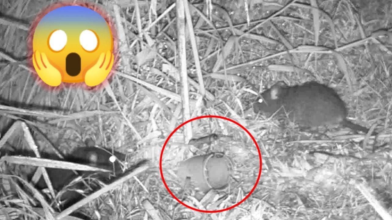 หนึ่งเดียวในโลก!!! วินาทีหนูเข้าด้วง ที่ไม่เคยเห็นที่ใหนมาก่อน ดักหนู ใส่ด้วงดักหนู