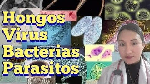 ¿Cómo catalogan a los hongos bacterias virus y parasitos que pueden causar enfermedades?