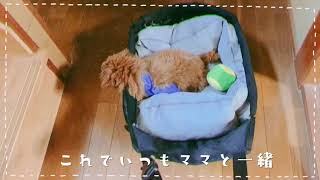 ギブスしてる間はドライブボックスがゴウすけの車椅子代わりに(^^)  【Gousuke Vlog #002】