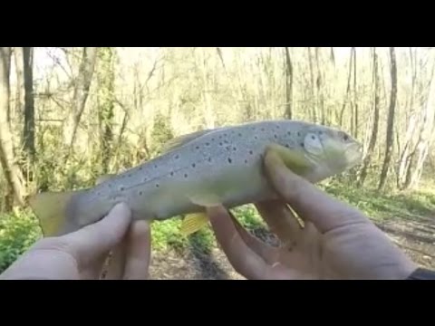 peche truite riviere en crue