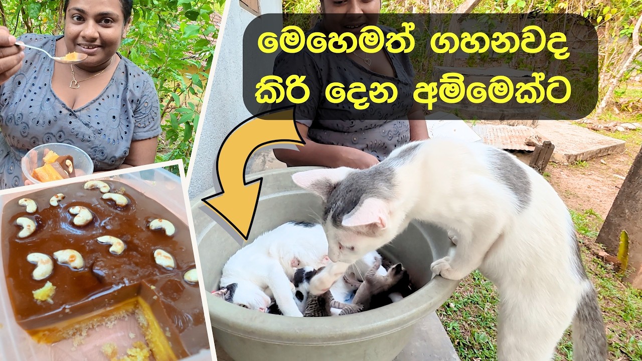 බිත්තර ගෑවිලාවත් නැති කේක් පුඩිමක රස බලන්න එන්න මේ පැත්තට - පුදුම රසක් මේක - VeggieMaster