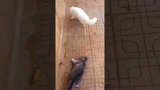 #Cat #Cats #Catlover #Cutecat #Catvideos #Catlovers #Catshorts #Funnycats #Cute #Shorts