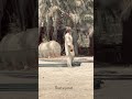 به آرزو نرسیدیم