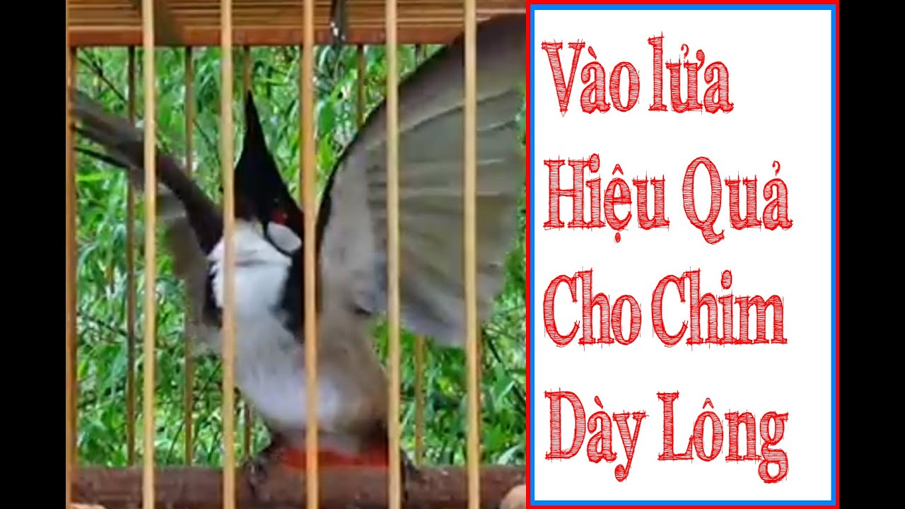 Vào Lửa Cho Chim Lông Dày #phú_tường_wedding