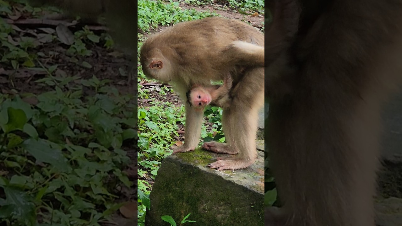 great  news  Linda  gave  new birth to  baby monkey 🐒 