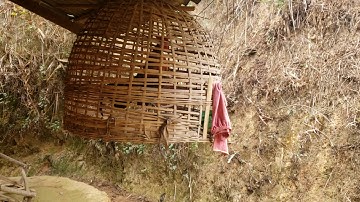 Qaib Qus Txuam Ib qua zoo - Gà rừng F1 gáy hay 2020