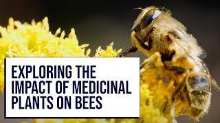 Exploring the Impact of Medicinal Plants on Bees | ETSU’s Pioneering Research