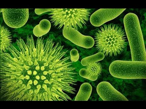 Top 5 lạ kỳ  - những sự thật thú vị về  vi khuẩn