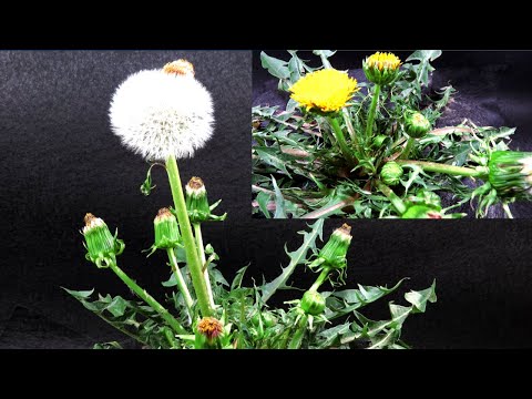 Video: Bakit Bumubukas Ang Isang Dandelion Sa Umaga At Magsara Sa Gabi?