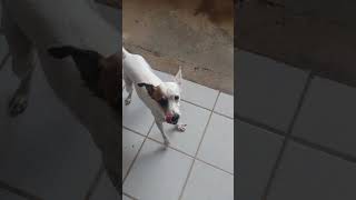 cachorrinha inteligente #pets #dog #cachorro #petlover #cachorrosdivertidos #cute #amomeupet