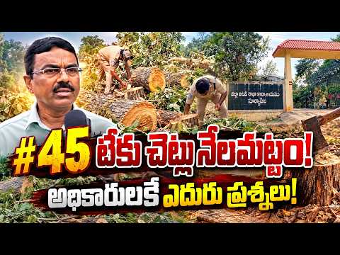45 Teak Trees Felled! Questioning the Officials Back! | Qnews