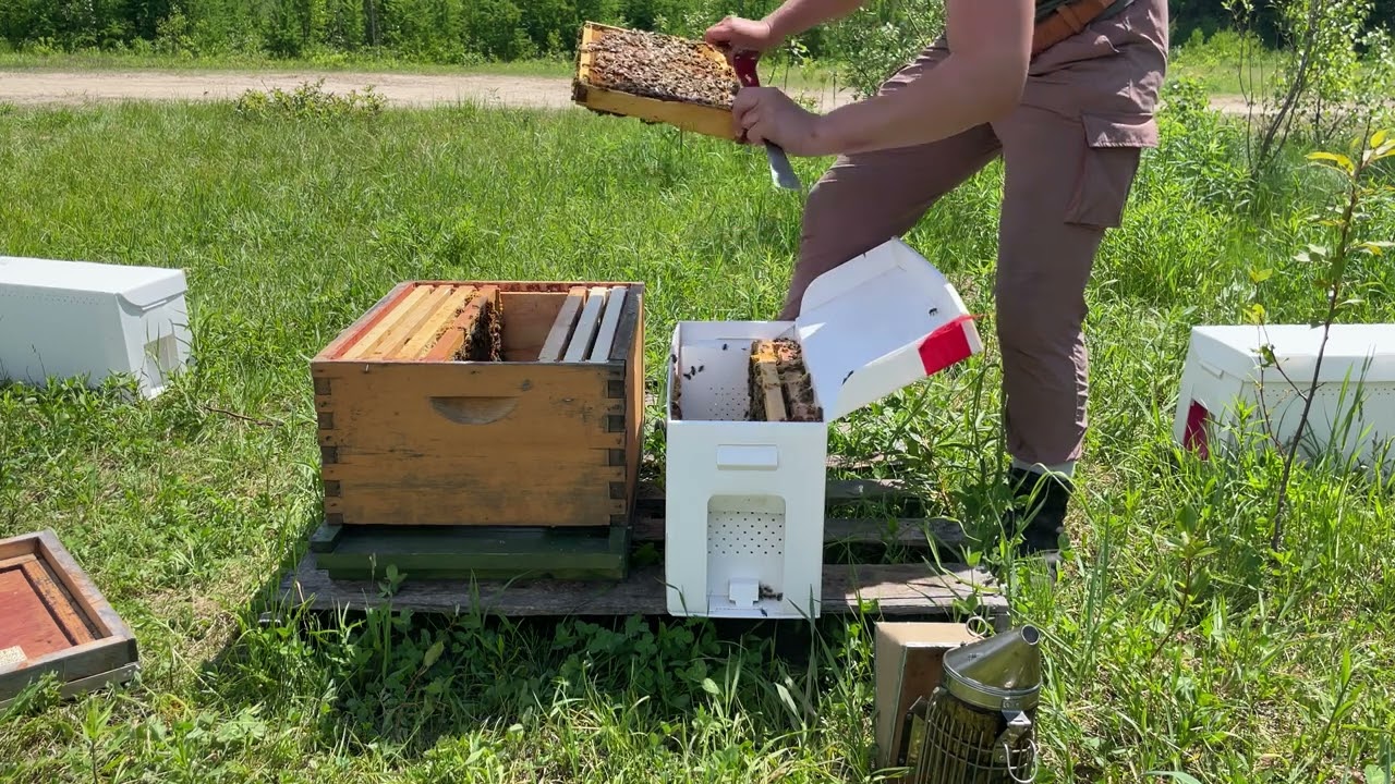Transférer un nucléi d'abeilles dans une ruche