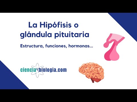 Vídeo: Qué Hormonas Produce La Glándula Pituitaria: Una Tabla De Nombres Y Funciones