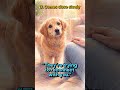 5 Signs of your dog trying to say sorry 🐶❤️