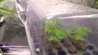 Jointus420 5x5 CMH running on TNB Naturals Co2 generator & key growth solutions #tnb #tnbnaturals