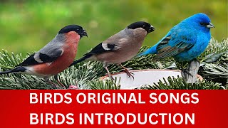75Beautiful birds, their names, introduction and original songs
