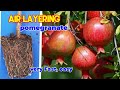 نحوه پرورش درخت انار در گلدان لایه بندی هوا روی انار با هویج بسیار سریع نحوه پرورش درخت انار در گلدان لایه بندی هوا روی انار با هویج بسیار سریع