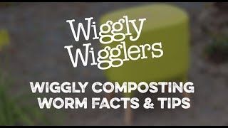 COMPOSTING WORM FACTS AND TIPS | WIGGLY WIGGLERS