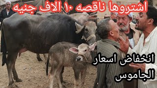 اسعار الجاموس الوالد في النازل اشتروا احسن جاموسه وراها خلفه ناقصه ١٠ الاف ج يا رب ارخيها كمان وكمان