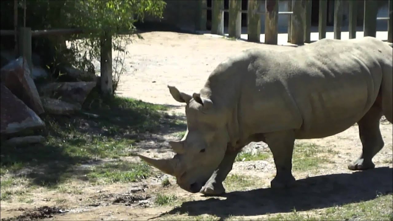 Birmingham Zoo 2011 - YouTube