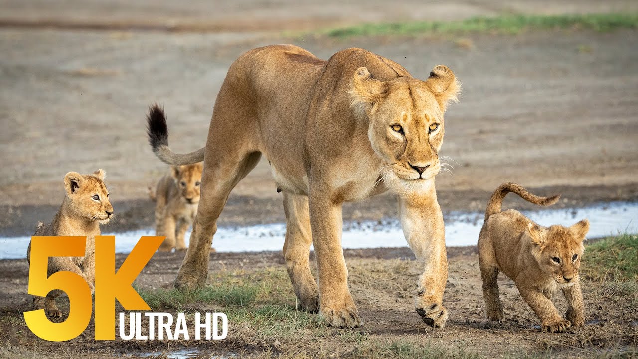 5K African Wildlife - Virtual Trip to Kgalagadi Transfrontier Park  South Africa - 1 Hour Video