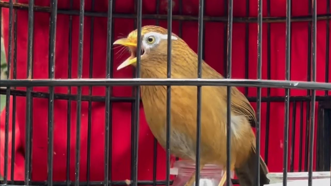 Luyện hoạ mi hót hay nhiều giọng mỗi ngày hiệu quả/ Vực chim hoạ mi yếu lửa, hoạ mi hót kích bổi