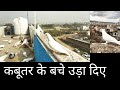 कबूतर के बच्चे उड़ा दिए !! pakda hua kabutar udaa diya !! kabutar kaise hilaye video ustad delhi