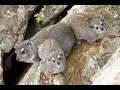 The Eerier Call Of The Rock Hyrax Dassie 