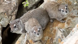 The eerier call of the Rock Hyrax (Dassie)