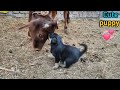 पिल्ले और गाय की दोस्ती | Himalayan Sheepdog Puppy Playing With Cow