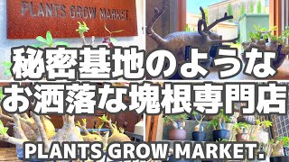 【コーデックス】お洒落な秘密基地のような塊根植物専門店【PLANTS GROW MARKET 】