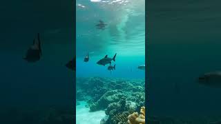 @GrowMySoulNow 528HZ Daily Affirmations | Mindfulness ✨ Meditation 🌿 Encouragement