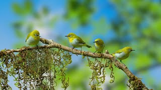 Birds Singing  Birds Singing helps Reduce Stress and Sleep better, Soothing Natural Sounds