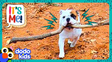This Dog Won’t Give Up The Most Perfect Stick In The World | Dodo Kids | It’s Me!