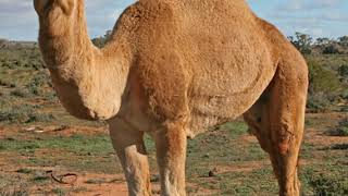 Camel | Wikipedia audio article