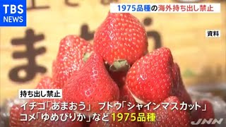 あまおうなどブランド品種１９７５種不正な海外持ち出し禁止に