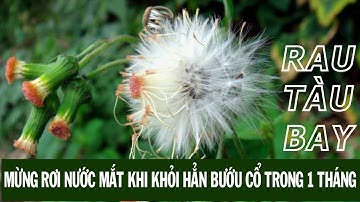 Mừng Rơi Nước Mắt Khi Khỏi bướu cổ sau 1 tháng nhờ cây Cải Trời