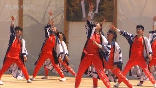 大子よさこい踊り熱演