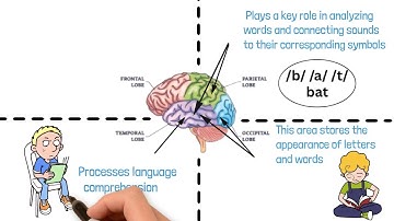 The Reading Brain