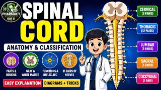 Spinal Cord Anatomy &amp; Classification Explained | Parts, Regions, Gray Matter &amp; White Matter HAP