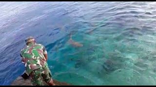 Video Unik Persahabatan Kopda Maikel dengan Hiu di Raja Ampat