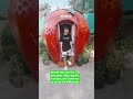 My Mapro🍓Garden Visit#youtubeshorts #viral #shorts #youtubeshorts #downsyndrome #mapro #maprogarden