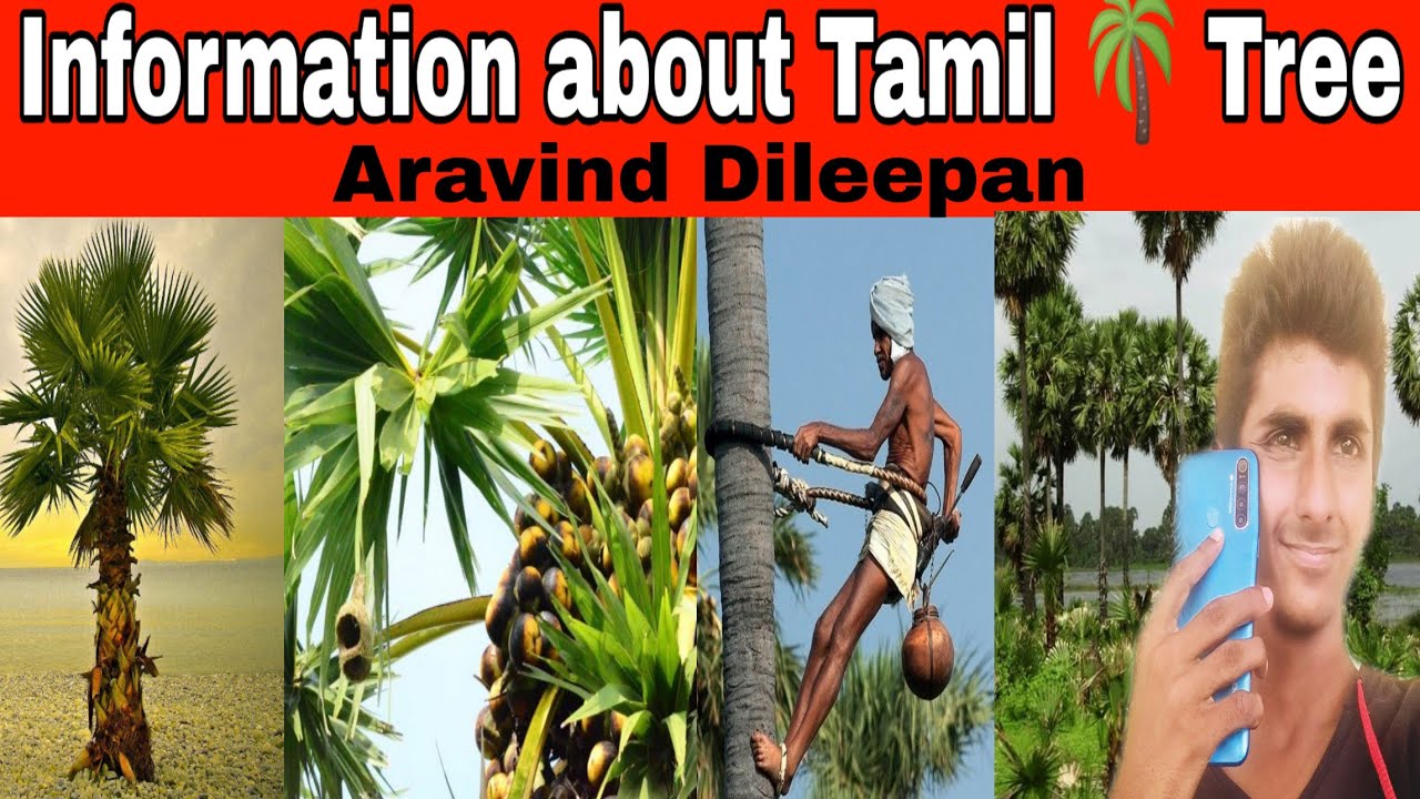 Some Information About Palm Tree ARAVIND DILEEPAN Tamil AD YouTube