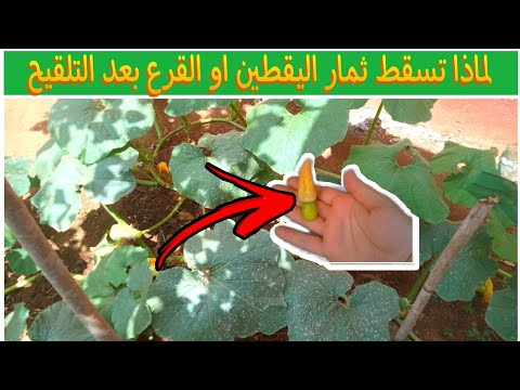 اسباب سقوط ثمار اليقطين او القرع