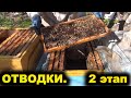 Отводки весной. 2 этап.