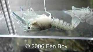 Crayfish Moult