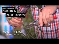 How To Prune Shrub And Bush Roses | Waitrose