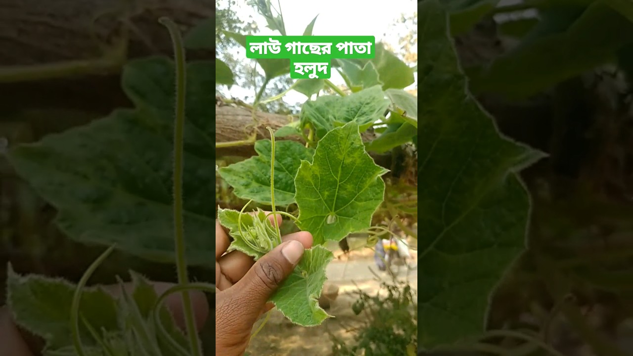 ⁣লাউ গাছের পাতা হলুদ হয়ে যাচ্ছে কি করণীয় ? #shorts